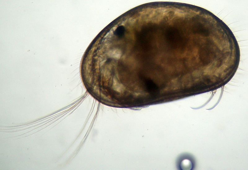 Ostracodi poco seri